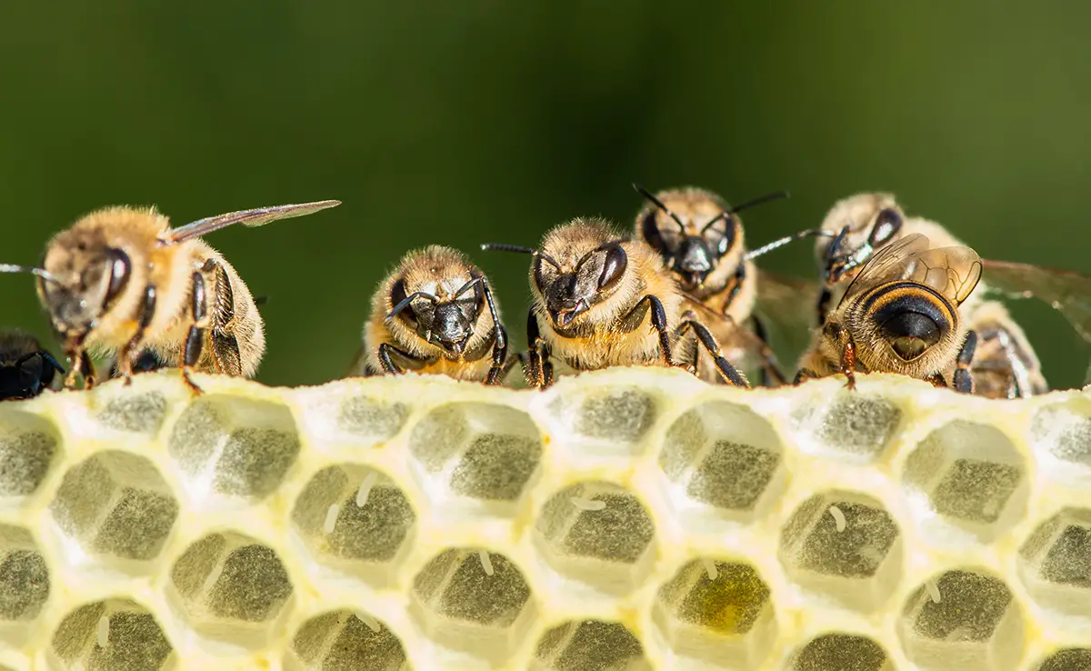 Wie lernen Bienen, ihren Bienenstock aufzubauen?