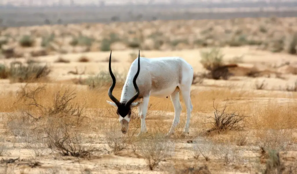 20 Animals That Are Close To Going Extinct