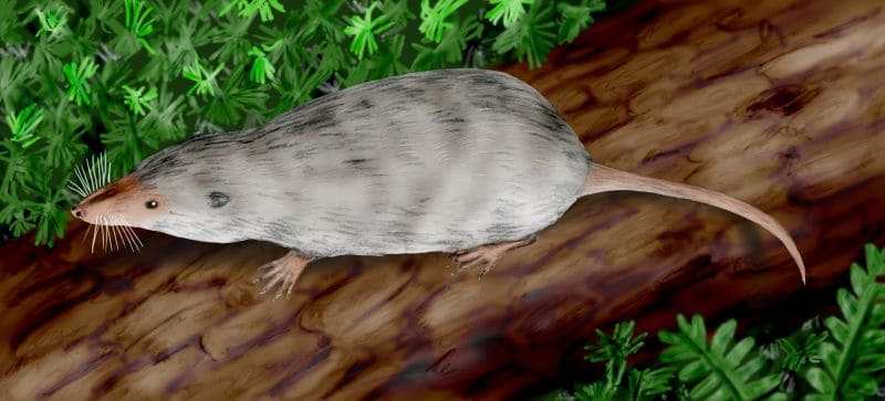 15 Evolutionary Milestones That Took Us From Goo to You