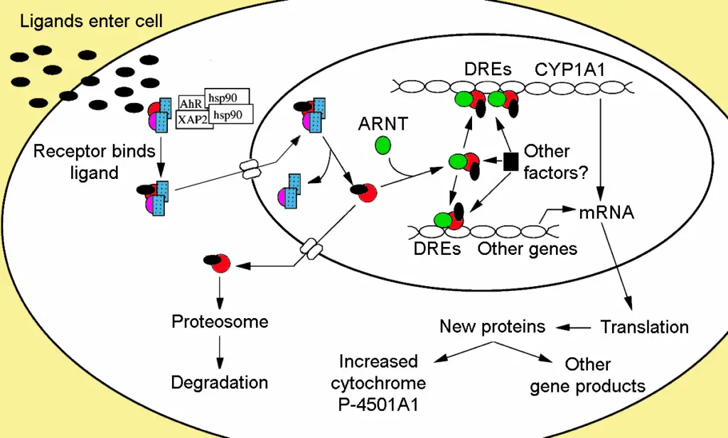 Northwestern Scientists Find the ‘Off Switch’ for Lupus Hidden in Human DNA