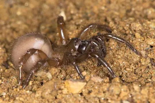 27 New Species Found in Peru’s ‘Human-Dominated’ Rainforest