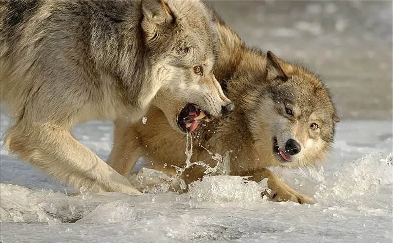 Why Scientists Are Officially Debunking the “Alpha Wolf” Theory—And What It Means for Leadership