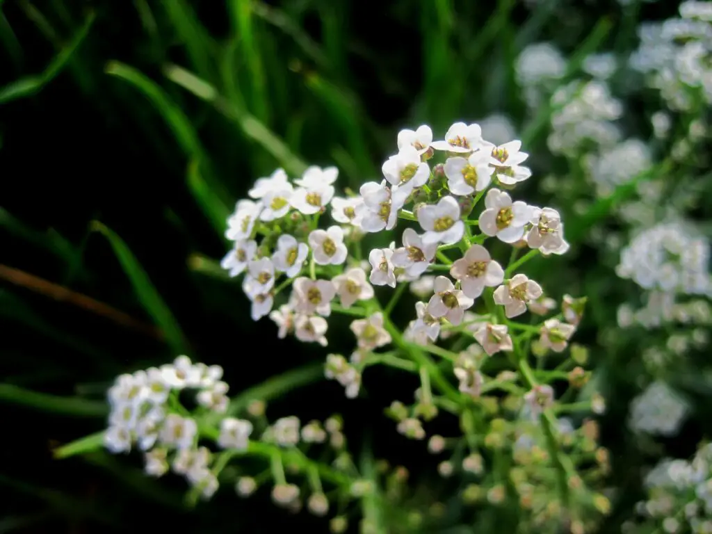 The Plant That Can Literally Eat Metal (And It’s Growing in Your Backyard)