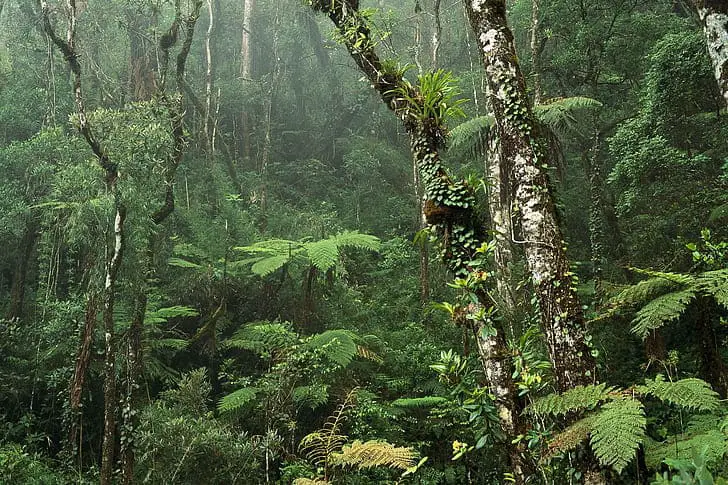Climate Science Research Reveals Antarctic Greening Signals Rapid Ecosystem Disruption and Climate Tipping Points
