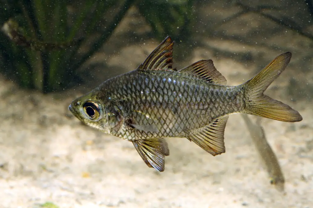 27 New Species Found in Peru’s ‘Human-Dominated’ Rainforest