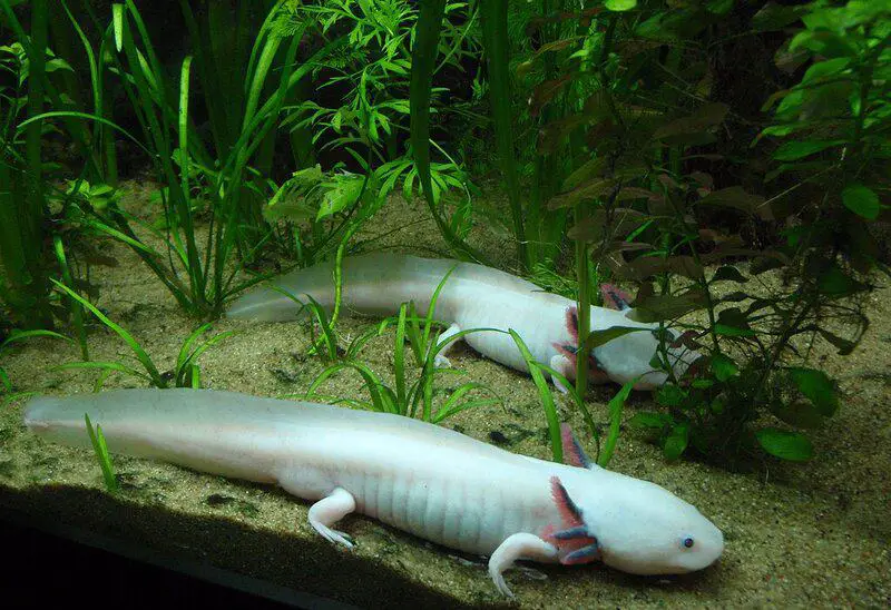 15 Times Nature Defied Science