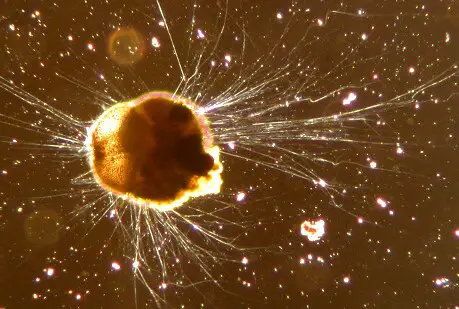 15 Evolutionary Milestones That Took Us From Goo to You