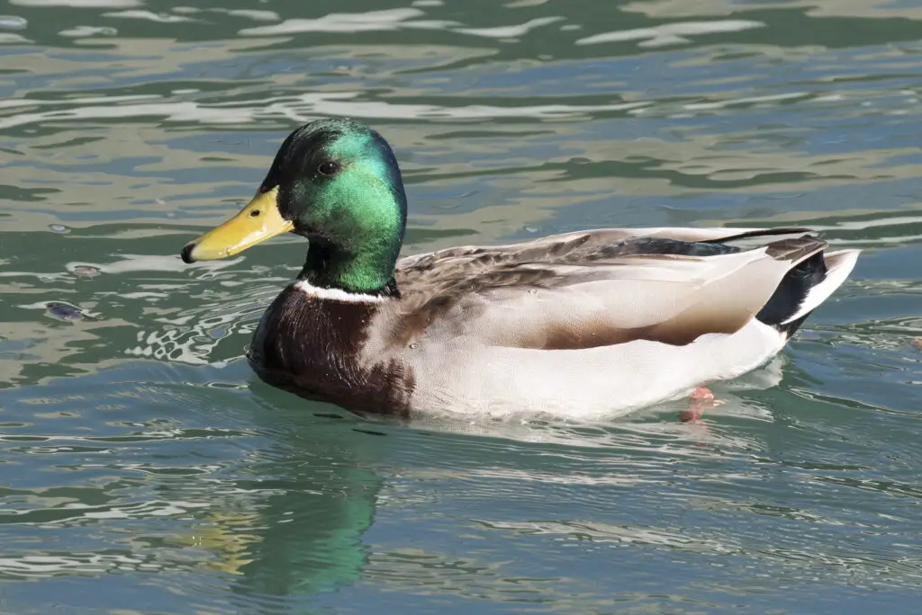 The Great Escape Artists: Animals That Fake Death Better Than Any Actor