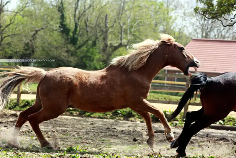 Scientists Decode Horse Facial Expressions to Better Understand Their Emotions