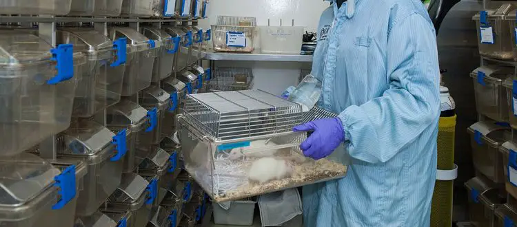 Stanford Team Makes Living Skin Transparent Using Doritos Ingredient