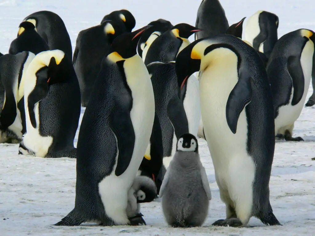 Climate Science Research Reveals Antarctic Greening Signals Rapid Ecosystem Disruption and Climate Tipping Points