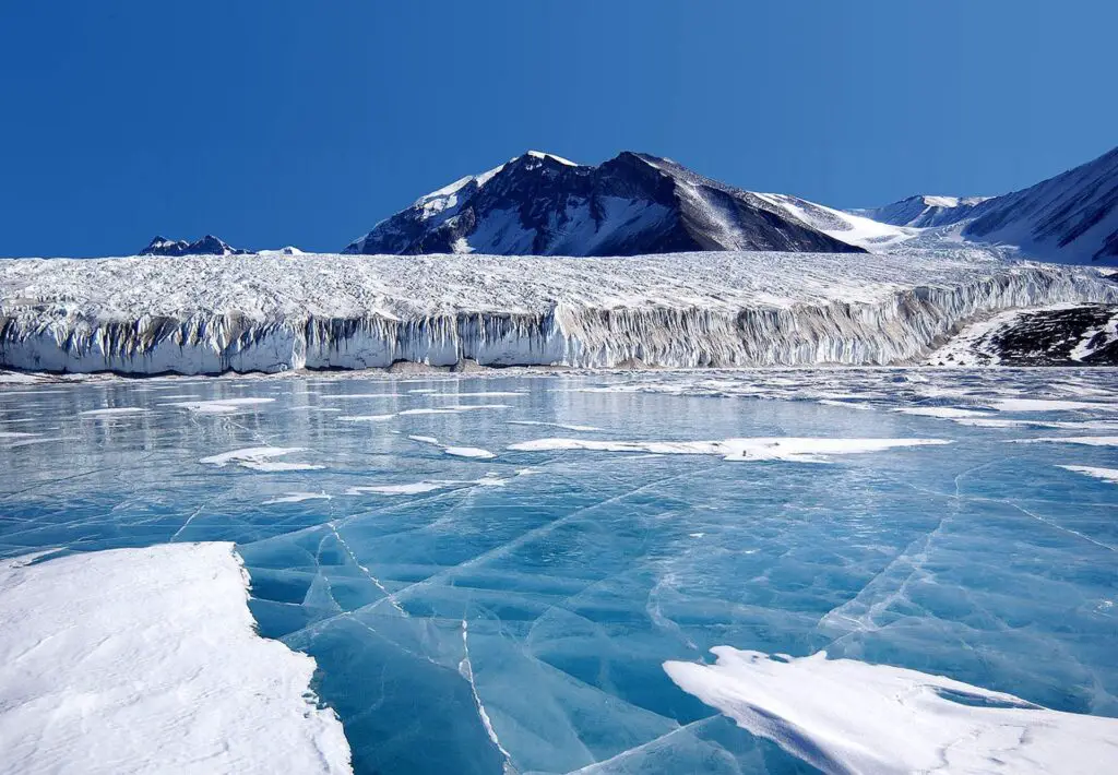 Antarctica Is Growing New Forests—But It’s Not Good News
