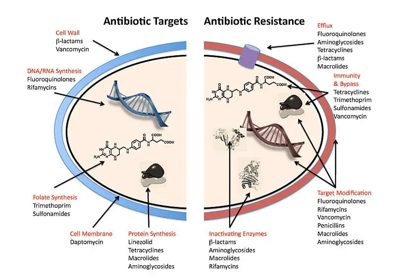 The Virus Living in Your Body Right Now That’s Actually Keeping You Alive
