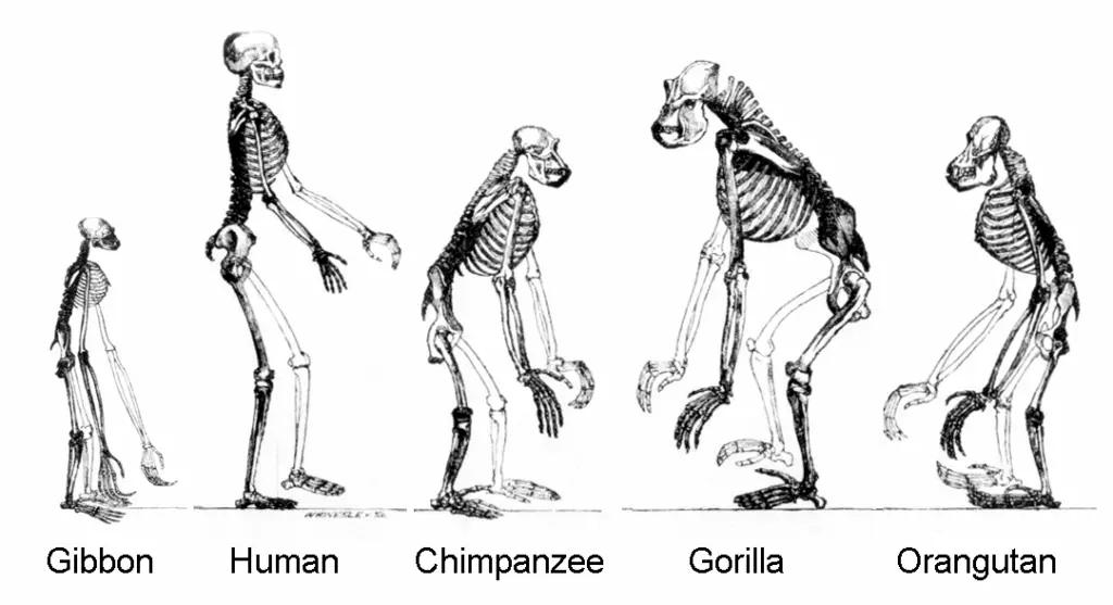 15 Facts About the Unique Human Body Part that Evolution Cannot Explain