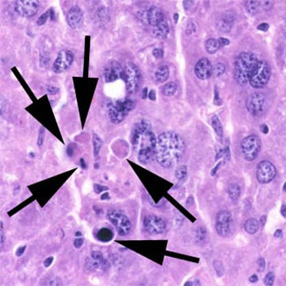 15 Ancient Traits You Still Have From the First Living Cells
