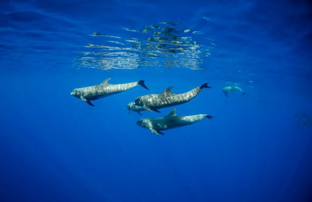 The Ocean’s Missing Sound: Why Whales Can’t Hear Each Other Anymore