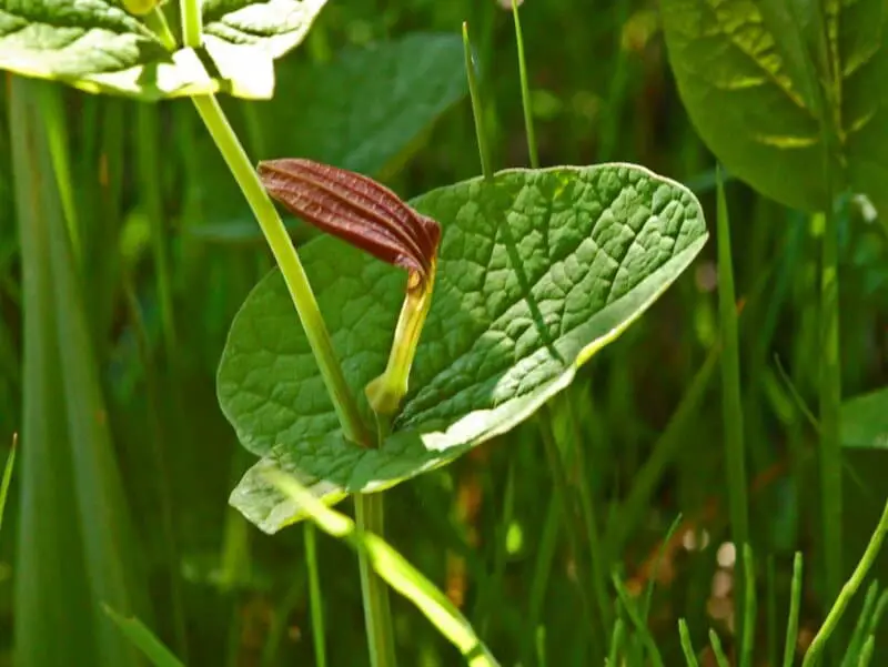 The Shapeshifters: Plants That Become Invisible to Survive