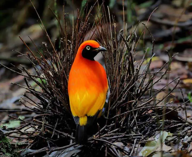 15 Animal Behaviors That Are Surprisingly Scientific
