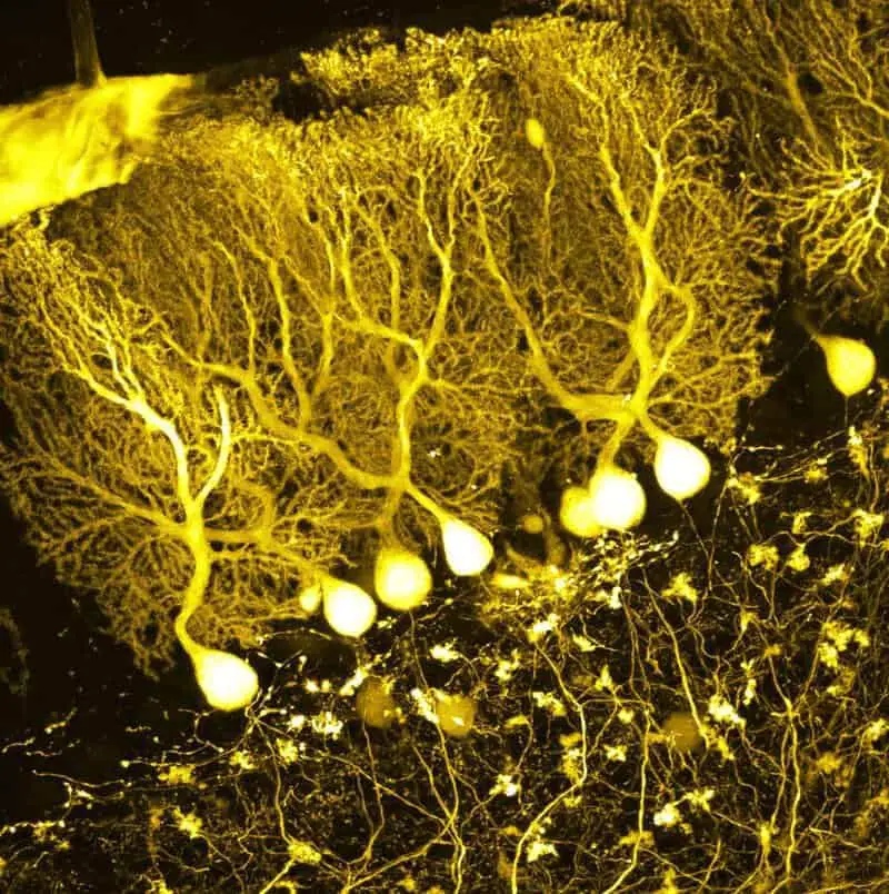 15 Theories About Consciousness That Will Bend Your Brain