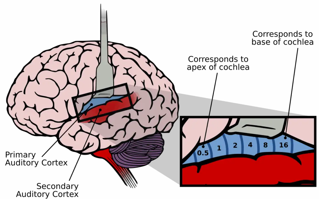 The Hearing Loss-Dementia Connection Scientists Just Discovered