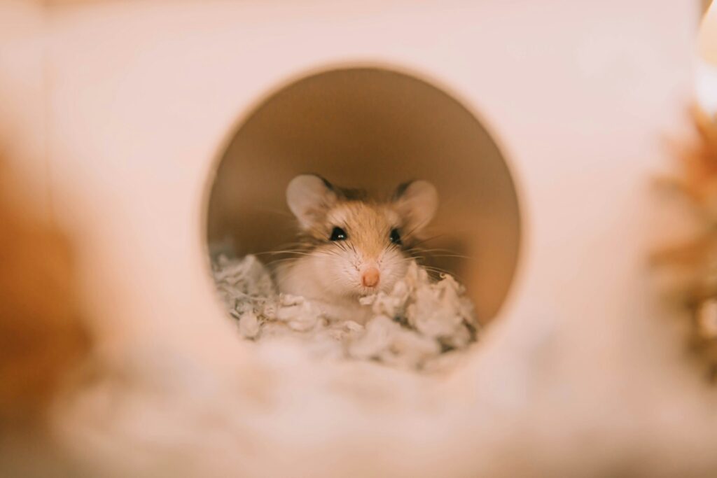 Mice’s Jaw-Dropping Instinct to Save Buddies from the Brink – Nature’s Paramedics?