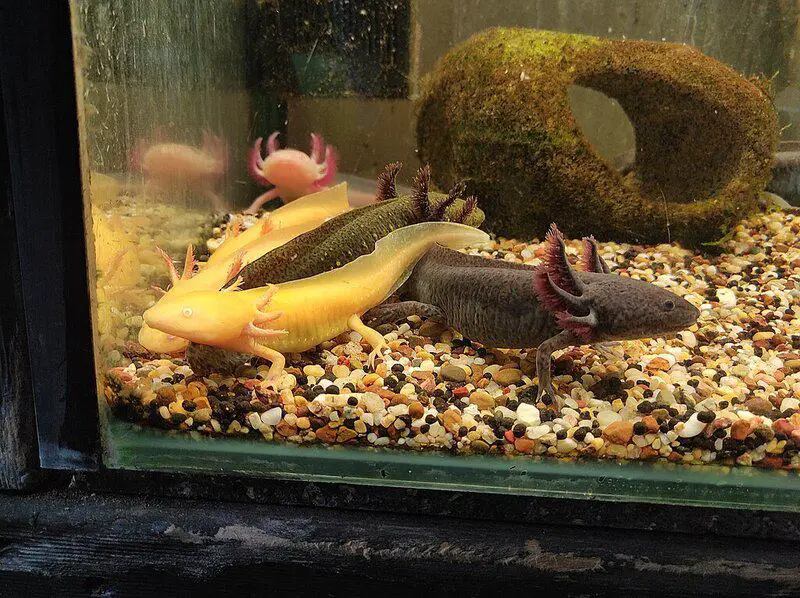 15 Animals That Evolved in the Weirdest Ways