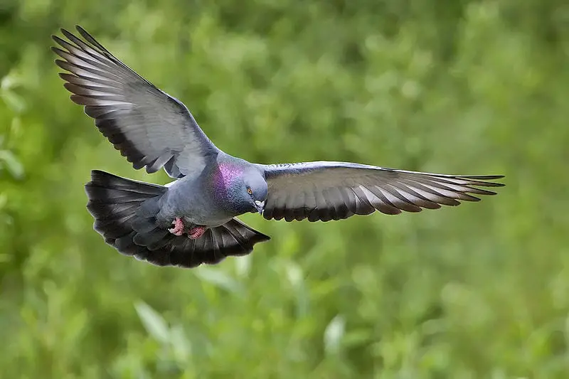 I Followed Migrating Birds for 3 Years: 24 Mind-Blowing Navigation Secrets They Use