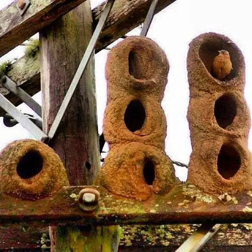 30 Animals Whose Building Skills Rival Human Engineers