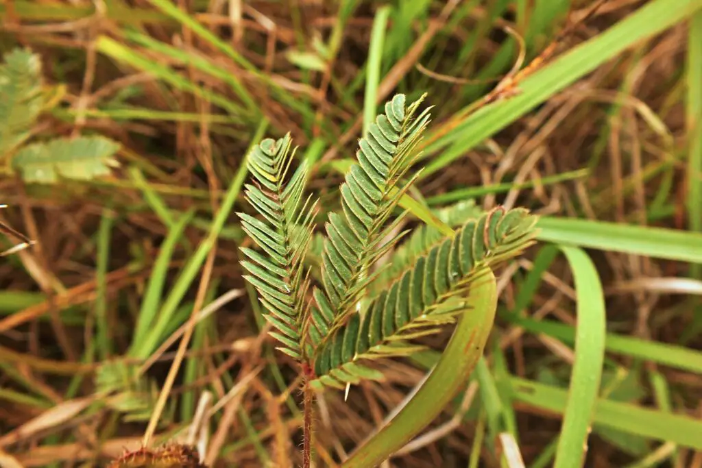 Did You Know Plants Can Do Math? These Species Can Actually Count and Remember Numbers