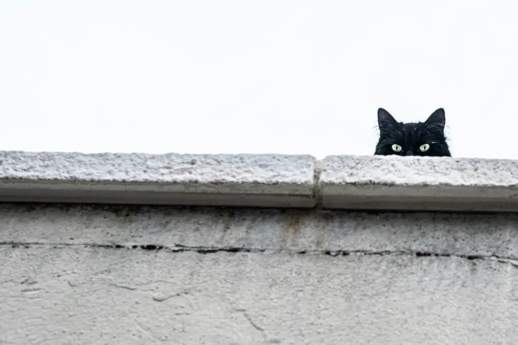 Indoor vs. Outdoor Cats: 23 Things to Know Before You Make a Decision
