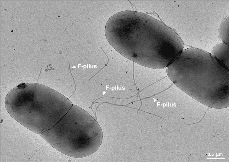 15 Evolutionary Milestones That Took Us From Goo to You