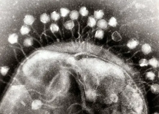 The Virus Living in Your Body Right Now That’s Actually Keeping You Alive