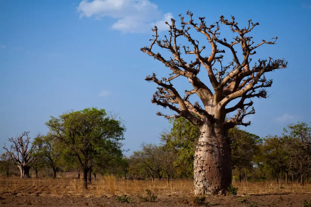 The Climate Solution Hiding in Plain Sight: Trees That Eat CO2 and Poop Out Rocks