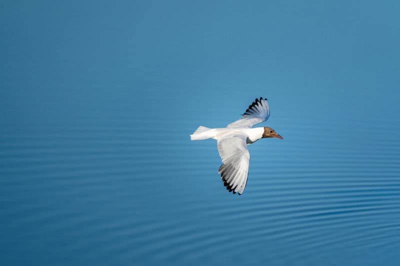 The Quantum Spies: How Birds Use Physics That Einstein Called ‘Spooky’