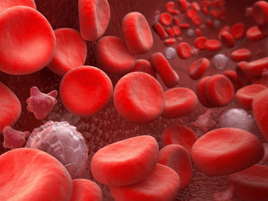 How Long Do Human Cells Actually Live? Your Body Replaces Itself Constantly