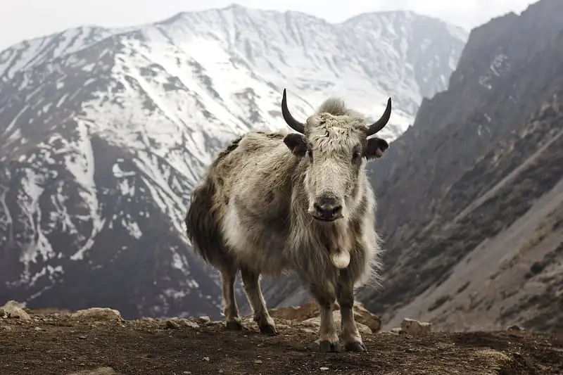 Altitude Assassin: The Real Dangers Lurking on Nepal’s Infamous Annapurna Circuit Trek