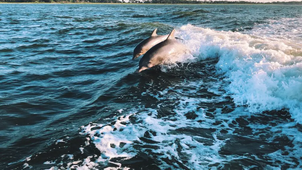 Why Dolphins Are Deliberately Teaching Their Young to Hate Humans