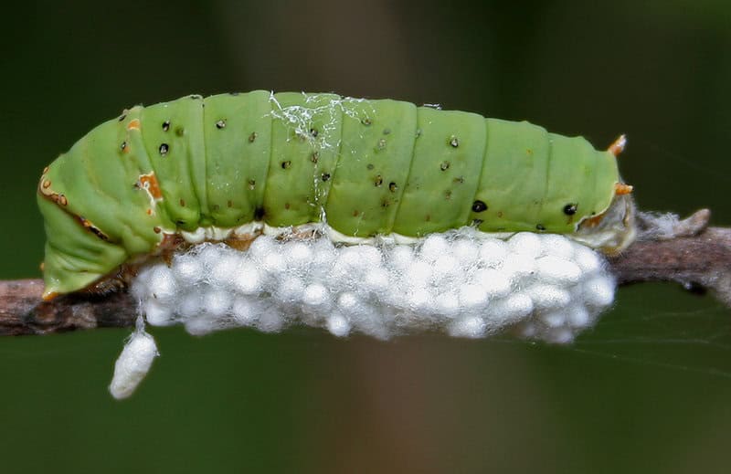 The Zombie Makers: Meet the Parasites That Control Animal Minds