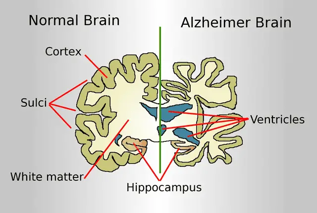 The Protein That Lets Memories Last Forever – KIBRA’s Role in Long-Term Memory