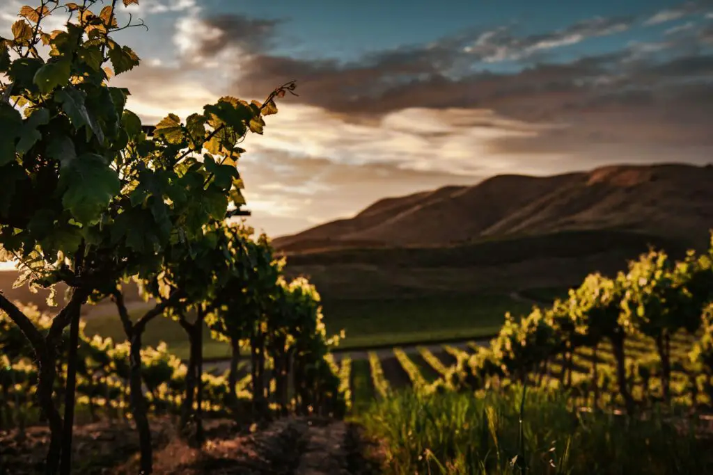 Researchers Find World’s Oldest Wine in 8,000-Year-Old Clay Jars in Georgia