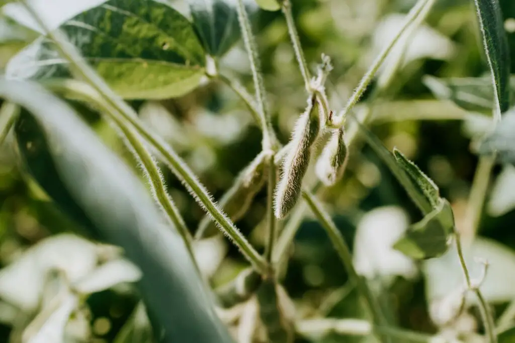 Did You Know Plants Can Do Math? These Species Can Actually Count and Remember Numbers