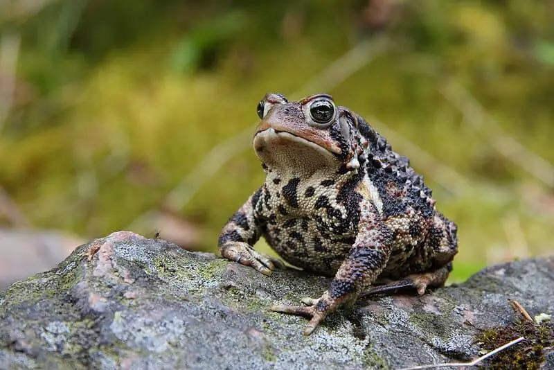Don’t Touch These: 15 Poisonous Animals Found in Your Backyards