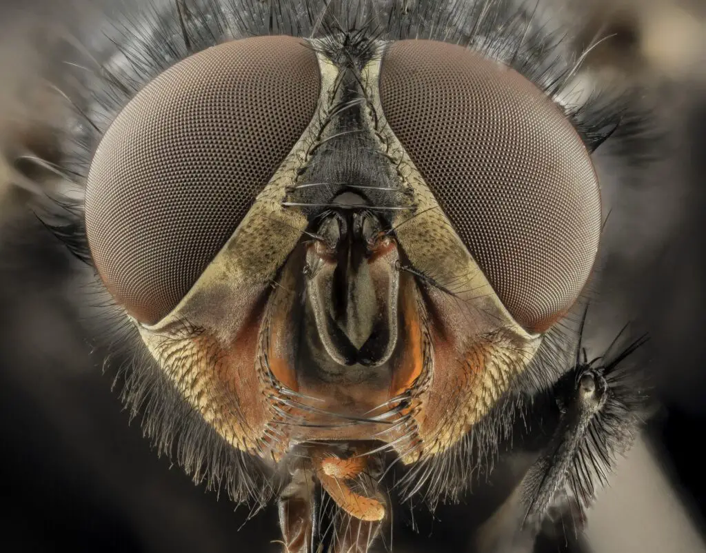 Forbidden Colors for Bugs? These Mediterranean Rebels Spot Red Anyway.