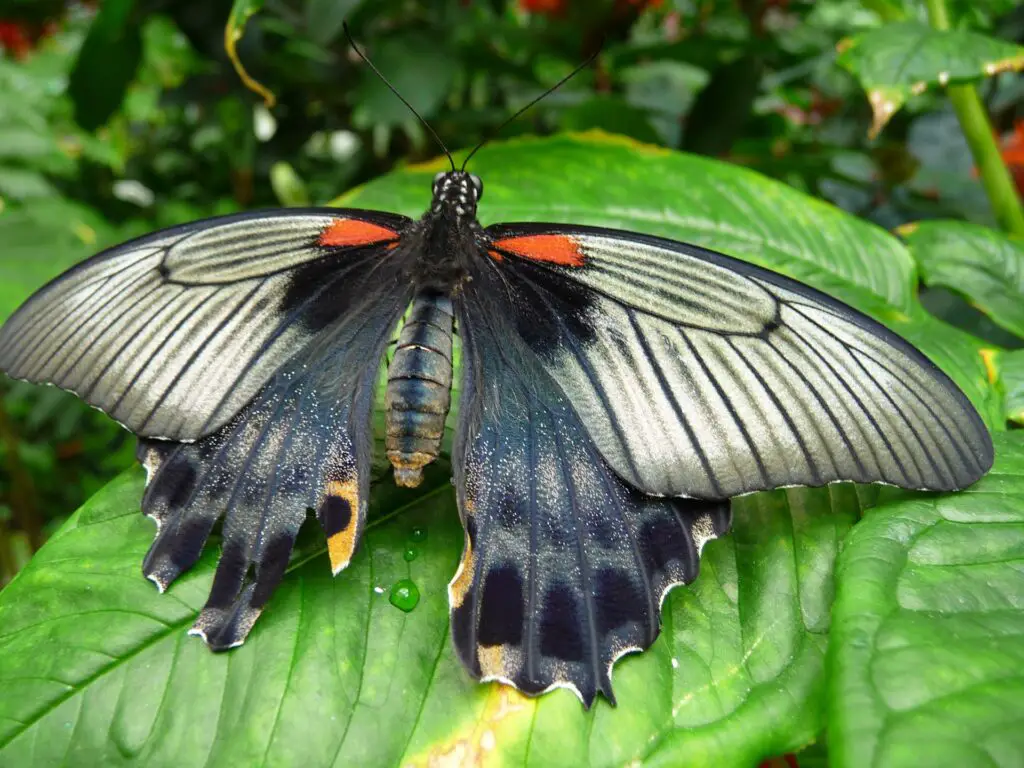 27 New Species Found in Peru’s ‘Human-Dominated’ Rainforest