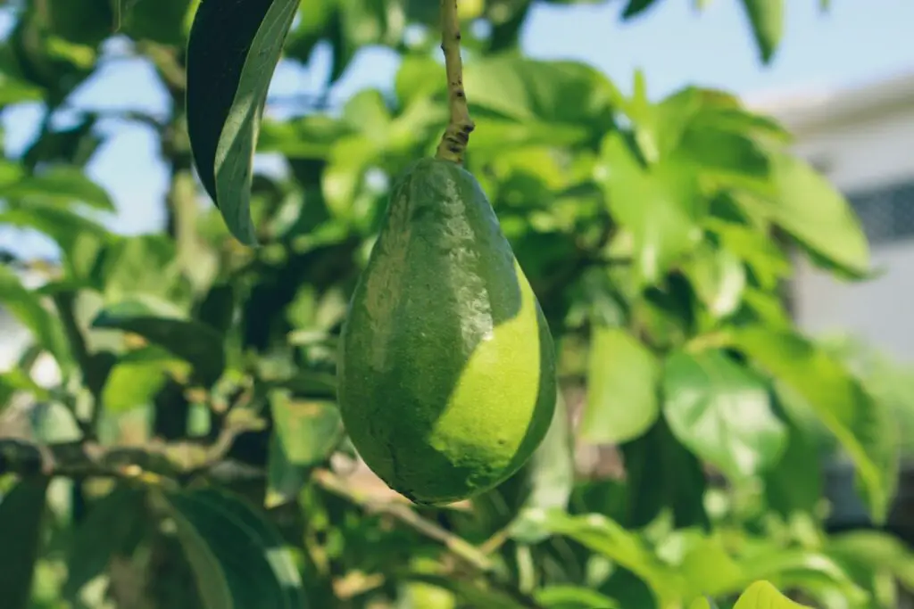 Did You Know Plants Can Do Math? These Species Can Actually Count and Remember Numbers