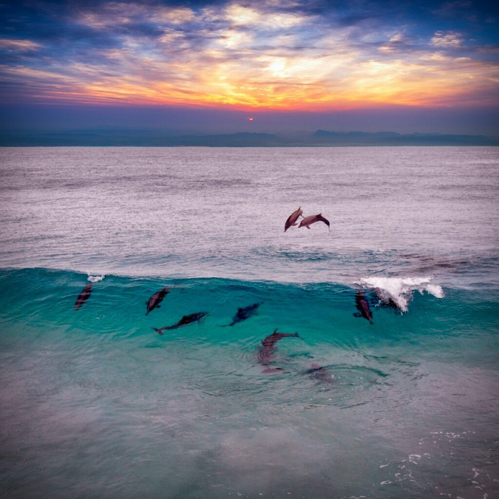 Why Dolphins Are Deliberately Teaching Their Young to Hate Humans