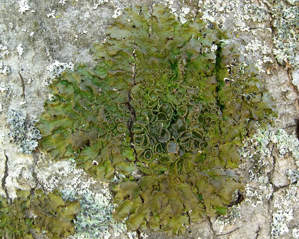 The Shapeshifters: Plants That Become Invisible to Survive