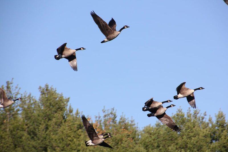 The Quantum Spies: How Birds Use Physics That Einstein Called ‘Spooky’