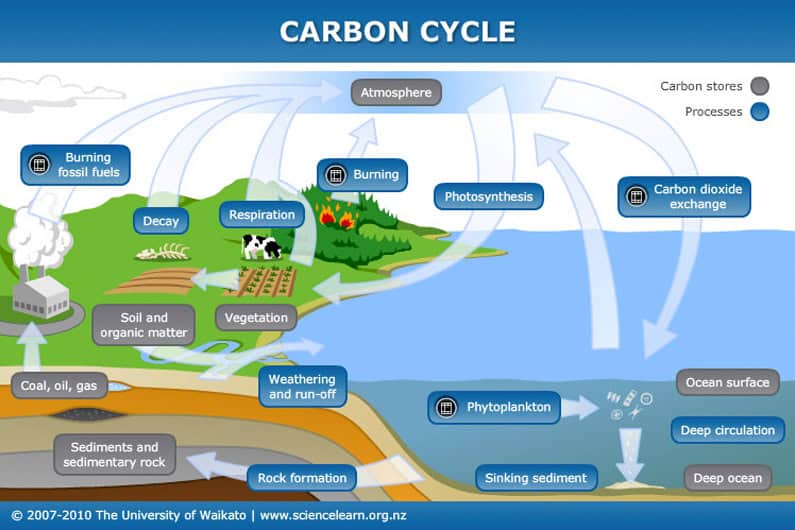 The Climate Solution Hiding in Plain Sight: Trees That Eat CO2 and Poop Out Rocks