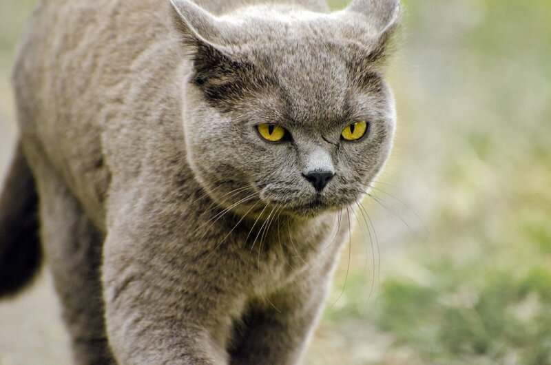 Why Your Cat’s Purr Is Literally Healing You—The Frequency That Repairs Bones